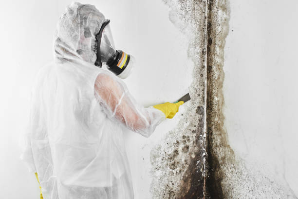 Best Residential Mold Removal  in Worland, WY