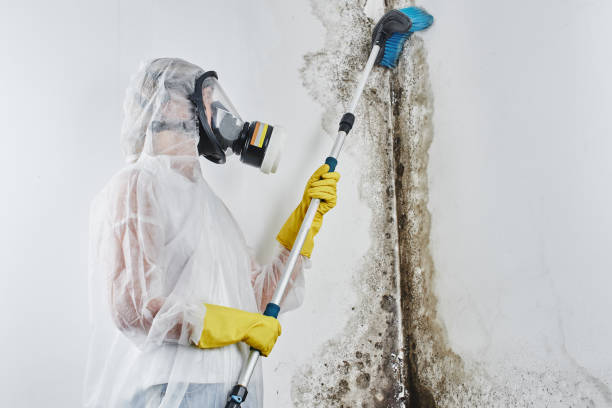 Attic Mold Removal in Worland, WY