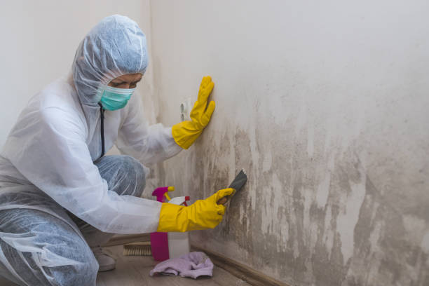 Best Commercial Mold Removal  in Worland, WY
