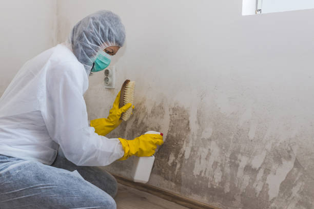 Best Professional Mold Removal  in Worland, WY
