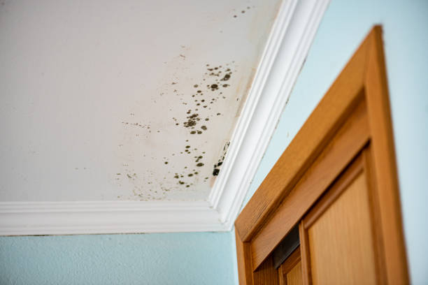 Best Best Mold Removal Companies  in Worland, WY