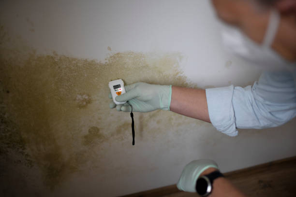 Best Office Mold Removal Services  in Worland, WY