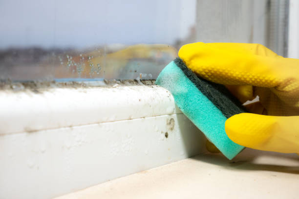 Best Home Mold Removal  in Worland, WY