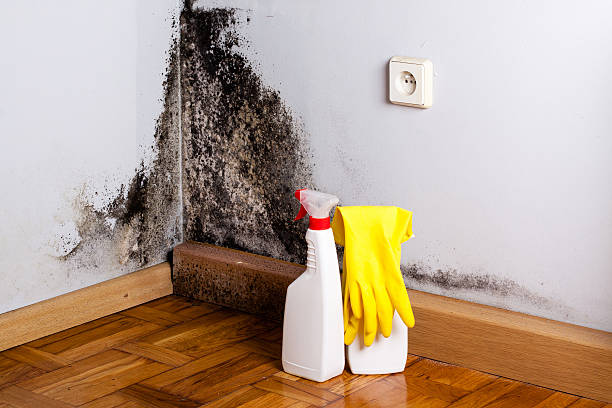 Office Mold Removal Services in Worland, WY