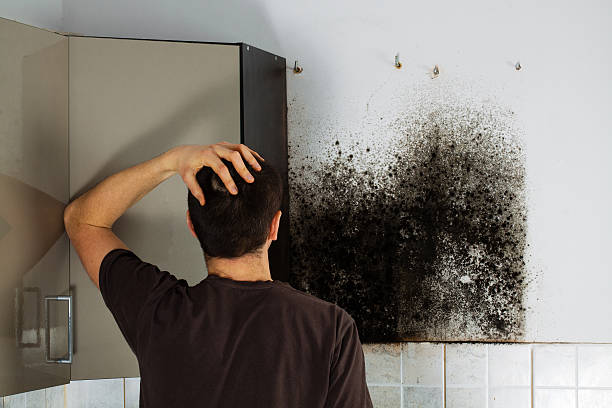 Best Same-Day Mold Removal  in Worland, WY