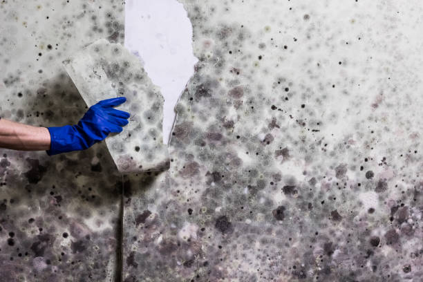 Certified Mold Removal in Worland, WY