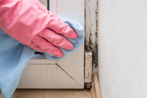 Best Mold Removal Near Me  in Worland, WY