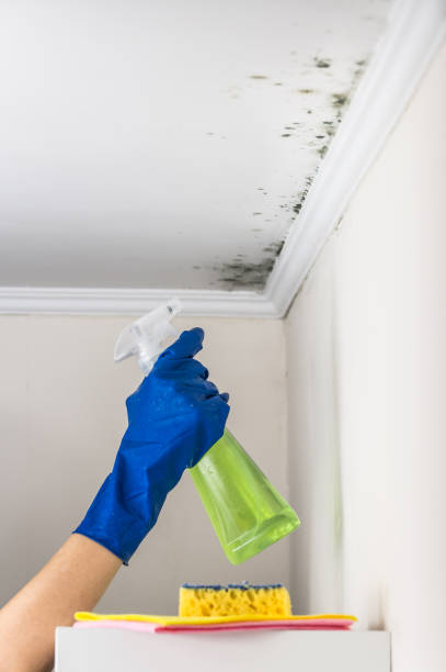 Best Mold Testing  in Worland, WY