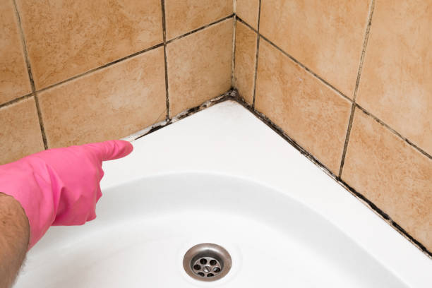 Best Commercial Mold Removal  in Worland, WY